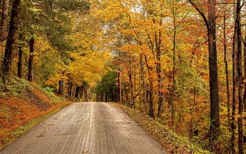 дорога, деревья, лес, осень, сша, штат виргиния