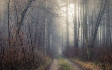 дорога, деревья, лес, утро, туман, ветки, кусты, осень, тропинка, сосны