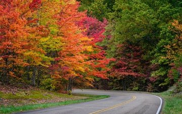 дорога, деревья, листья, парк, осень