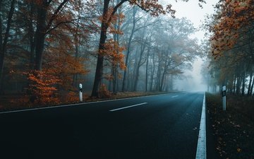 дорога, деревья, осень, шоссе