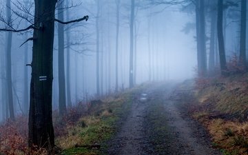 дорога, деревья, природа, лес, туман, осень