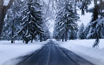 дорога, деревья, снег, природа, зима, ель