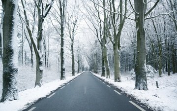 дорога, деревья, снег, лес, зима, ветки, стволы, шоссе, заснеженный, лесополоса