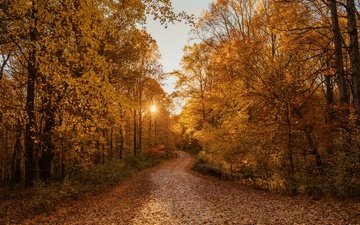 дорога, деревья, солнце, природа, листья, закат, листва, осень
