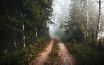дорога, лес, туман, осень