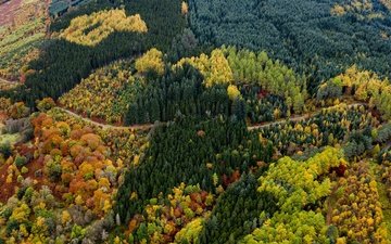 дорога, лес, вид, осень, красота, краски осени, вид с высоты
