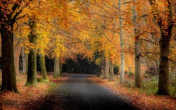 дорога, деревья, природа, парк, осень