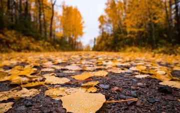 дорога, природа, листья, осень, асфальт, время года