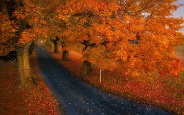 дорога, природа, осень