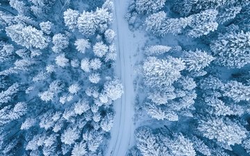 дорога, снег, лес, зима, ели, заснеженный
