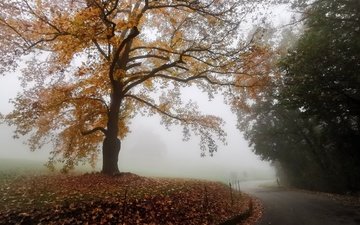 дорога, туман, осень