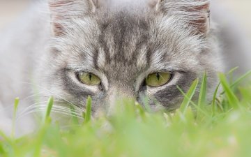 глаза, трава, мордочка, кошка, взгляд