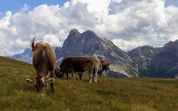 горы, пастбище, коровы