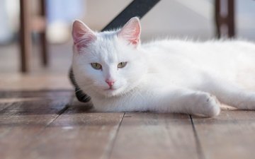 кошка, взгляд, белая