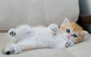 кошка, взгляд, котенок, лежит, малыш, голубые глаза, диван, лапки