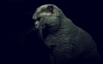 кот, кошка, профиль, черный фон, британская короткошерстная