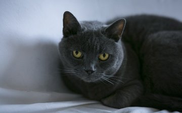 кот, кошка, взгляд, лежит, ткань, британский, желтые глаза, британская короткошерстная кошка