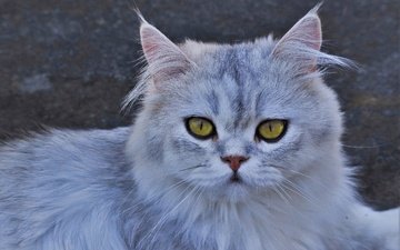 кот, кошка, взгляд, желтые глаза