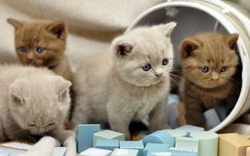 котенок, кубики, кошки, малыши, котята, коробка, британские, милые