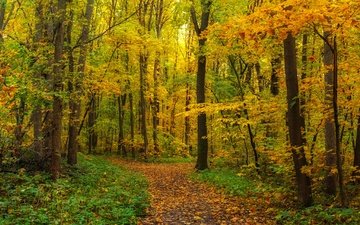 лес, листва, панорама, осень