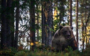 лес, медведь, зверь