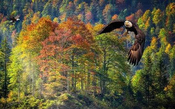 лес, полет, осень, рендеринг, белоголовый орлан