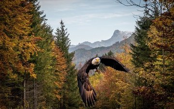 лес, полет, осень, рендеринг, птица, белоголовый орлан