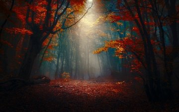 лес, туман, осень