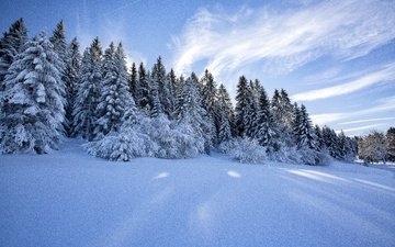 деревья, снег, природа, лес, зима, пейзаж, ели, финляндия, лапландия