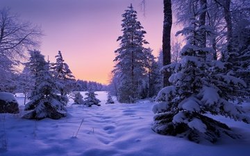лес, зима, сугробы