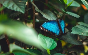 листья, насекомое, бабочка, крылья, темный фон, голубая, морфо