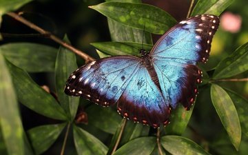 листья, макро, насекомое, бабочка, крылья, темный фон, голубая, морфо