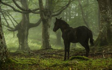 лошадь, деревья, лес, конь