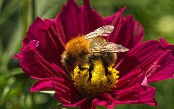 макро, цветок, лето, пчела