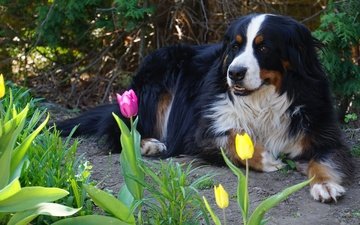 морда, цветы, природа, поза, взгляд, собака, лежит, сад, тропинка, весна, отдых, тюльпаны, в тени, бернский зенненхунд