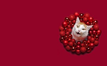 морда, новый год, шары, кот, кошка, шарики, рыжий, праздник, рождество, круг, красный фон
