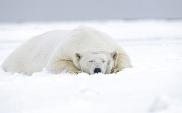 морда, снег, зима, медведь, сон, лежит, спит, белый медведь