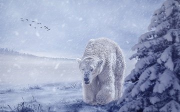 морда, снег, зима, туман, медведь, белый, рендеринг, птицы, прогулка, стая