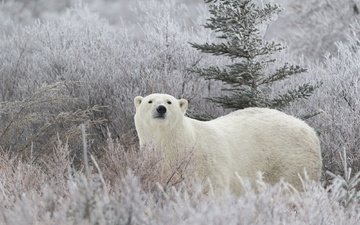 морда, трава, снег, хвоя, зима, иней, взгляд, медведь, белый медведь