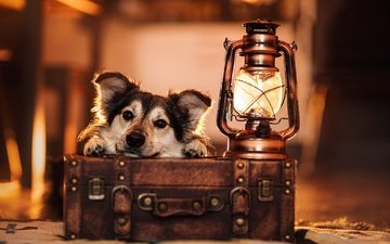 морда, взгляд, лампа, собака, фонарь, чемодан