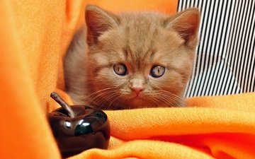 мордочка, кошка, взгляд, котенок, ткань, яблоко, британский, малыш, оранжевый фон