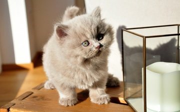 мордочка, кошка, взгляд, стена, котенок, серый, стекло, малыш, светильник, ящик
