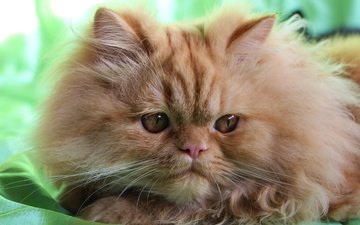 мордочка, взгляд, пушистый, рыжий кот, персидская кошка
