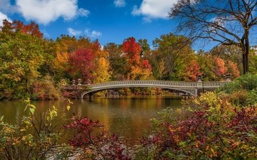деревья, мост, осень, сша, нью-йорк, центральный парк
