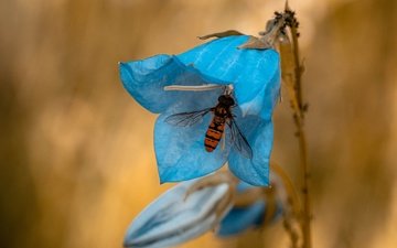 insekt, blume, blau, gestreift, fliege, glockenblume, журчалка, korn