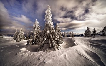 himmel, wolken, schnee, natur, wald, winter, frost, kälte, fichte, weihnachtsbäume, schneewehen, im schnee, relief