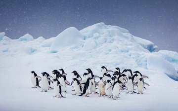 небо, снег, природа, птицы, пингвин, стая, антарктида, пингвины