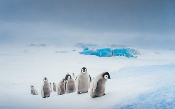 небо, снег, природа, зима, лёд, птицы, пингвин, стая, антарктида, пингвины