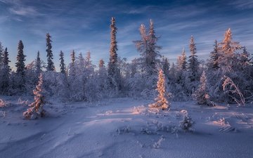 небо, свет, деревья, снег, природа, лес, зима, пейзаж, ели