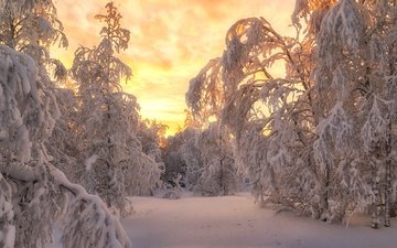 небо, свет, деревья, вечер, снег, природа, лес, закат, зима, пейзаж, ветки, красота, ели, в снегу, снежный, зимний